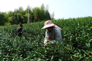 浙江宁波宁海供电局：一个深山冷坳村的电网扶贫之路(图)