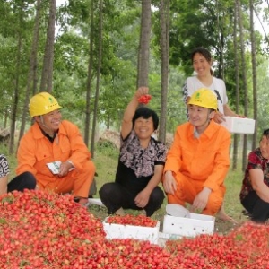 樱桃熟了，果农乐了