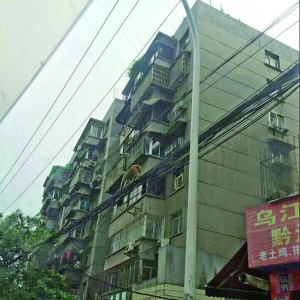 贵阳猴哥闯闹市 在电网上任性穿行